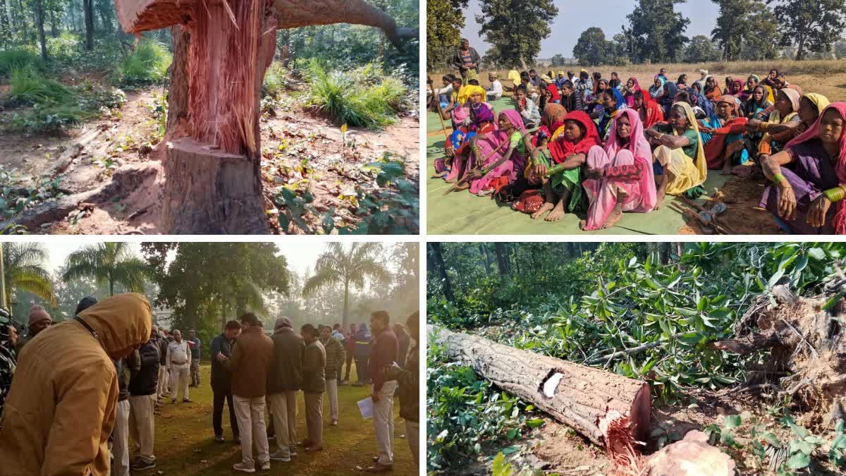 कोयला खनन के लिए हजारों पेड़ काटे जाएंगे 