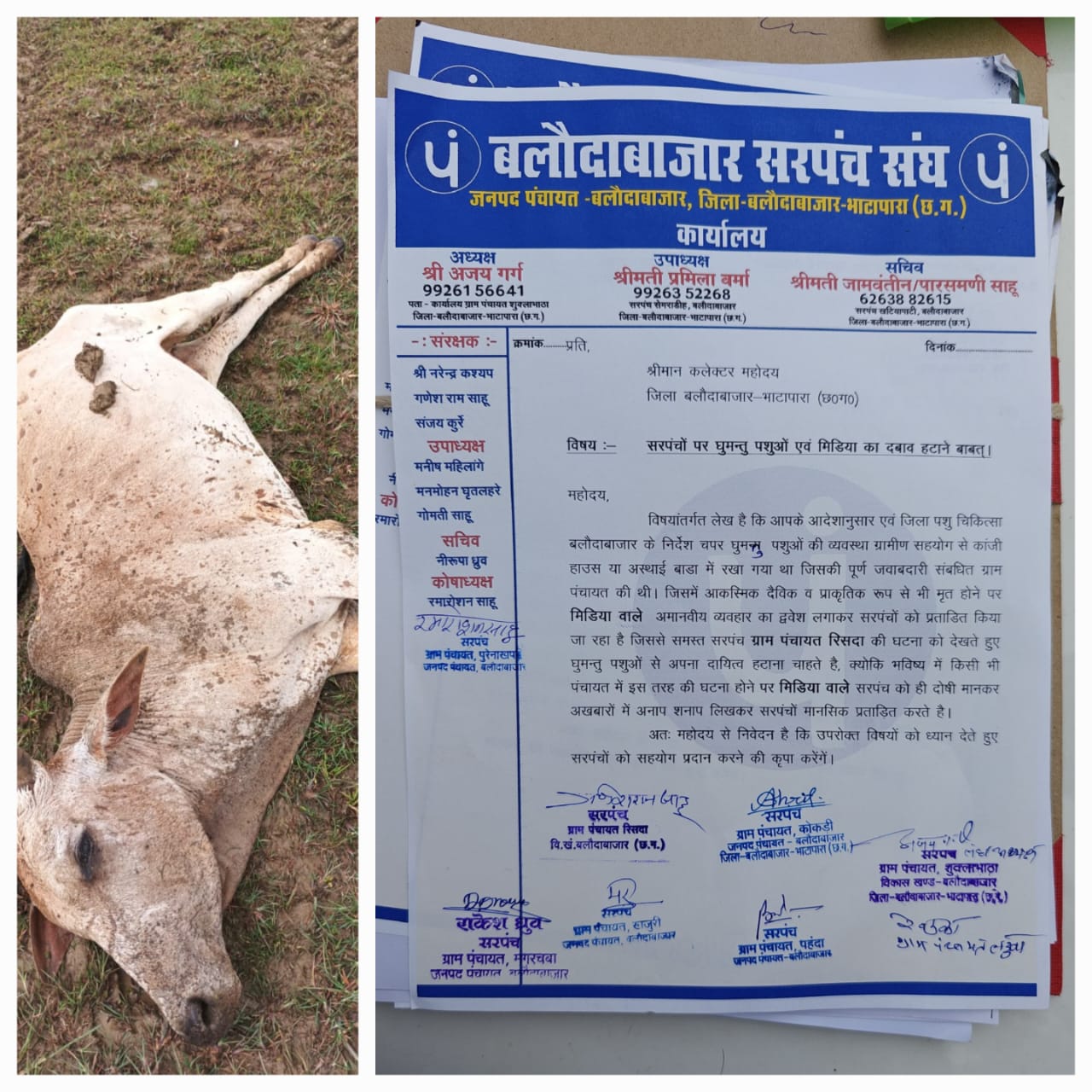 गौमाता की दुर्दशा पर सियासत भारी: बलौदाबाजार में गौवंश की मौत, पत्रकारों पर दबाव