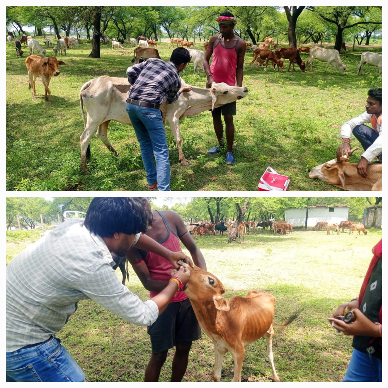 सरखोर में पशु चिकित्सा शिविर का आयोजन,120 मवेशियों को लम्फी बीमारी से बचाव हेतु किया गया टीकाकरण