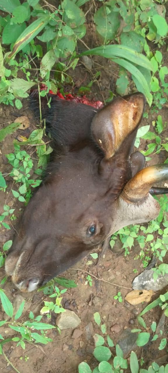 1नवम्बर से खुल जायेगा जंगल, पर जानवर नही सुरक्षित  बार नवापारा में हो रही लगातार जानवरो के शिकार की घटनाएं