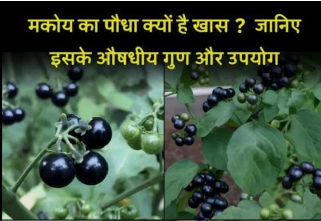 मकोय- आयुर्वेद की अनमोल औषधि