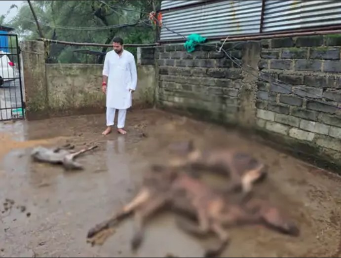 फुंडहर-गौठान में बारिश के बीच लावारिस पड़ी मिली मृत गायें:
