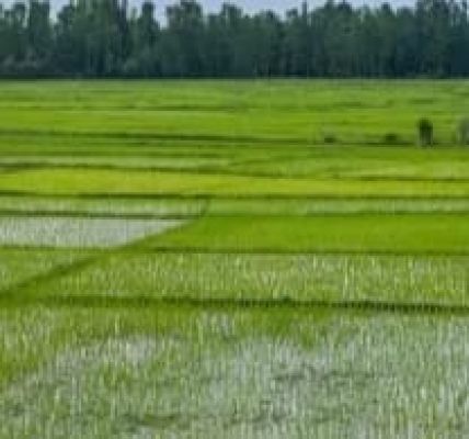 अब नहीं होगी 5 डिसमिल से कम कृषि भूमि की रजिस्ट्री, राजस्व मंत्री टंक राम वर्मा बोले- नियम शहरों में नहीं होगा लागू