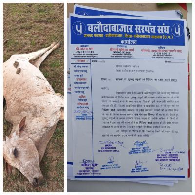 गौमाता की दुर्दशा पर सियासत भारी: बलौदाबाजार में गौवंश की मौत, पत्रकारों पर दबाव