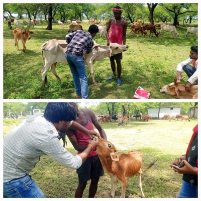सरखोर में पशु चिकित्सा शिविर का आयोजन,120 मवेशियों को लम्फी बीमारी से बचाव हेतु किया गया टीकाकरण
