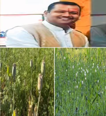 दुर्ग के समोदा में अवैध अफीम खेती का बड़ा खुलासा,भाजपा नेता निलंबित  भुट्टे की फसल की आड़ में चल रही थी खेती,दुर्ग पुलिस की बड़ी कार्रवाई 