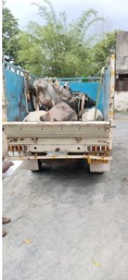 पशु तस्करी का प्रयास हुआ विफल पुलिस ने पकड़ा वाहन तस्कर फरार