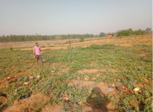 हाथियों का आतंक सिधमा अखोरा खुर्द में फसलों का नुकसान