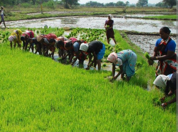 बलरामपुर में किसानों की समस्या डीएपी खाद की कमी से परेशान