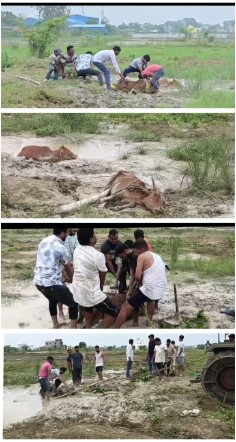 चांपा और आसपास का क्षेत्र बना मवेशियों का कब्रगाह   भू माफियाओं की अवैध राखड़ डंपिंग बनी मवेशियों के लिए जानलेवा