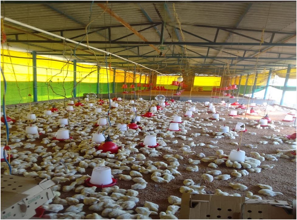 स्वयं सहायता समूहों से बदली महिलाओं की तकदीर  - सूरजपुर की रिंकू और रीता बनी आत्मनिर्भरता की मिसाल  सफलता की कहानीे