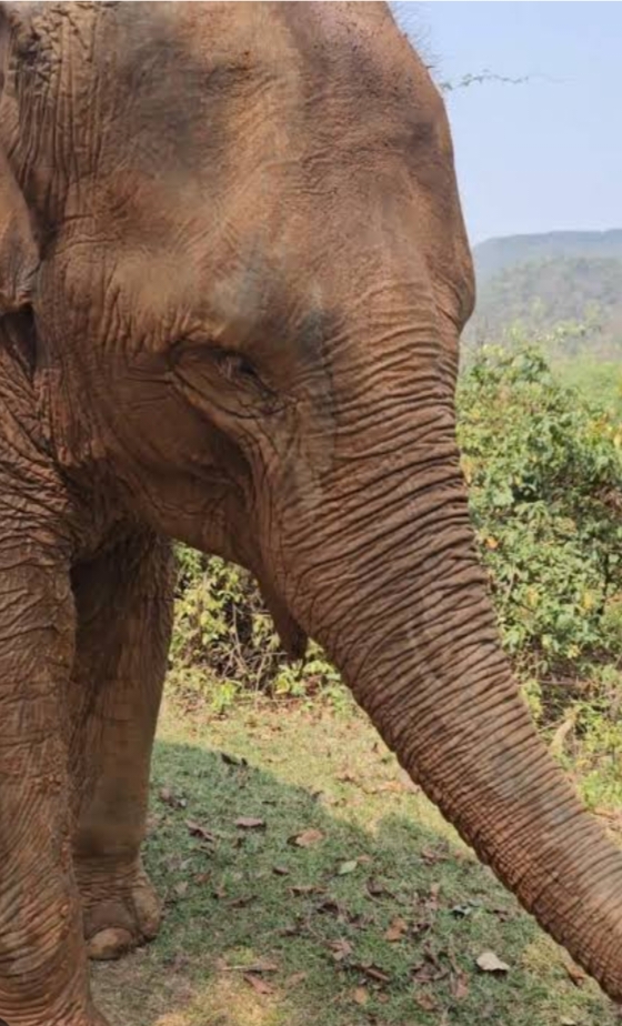 चिलमा नरसिंहपुर के जंगल में आया हाथी, ग्रामीणों में दहशत का माहौल