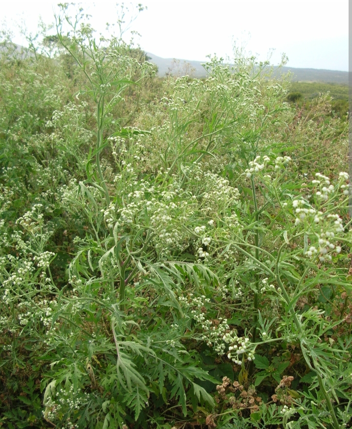 कृषि विज्ञान केन्द्र के द्वारा चलाया गया जागरूकता अभियान   गाजर घास के दुष्प्रभावों से बचाव हेतु दी गई जानकारी