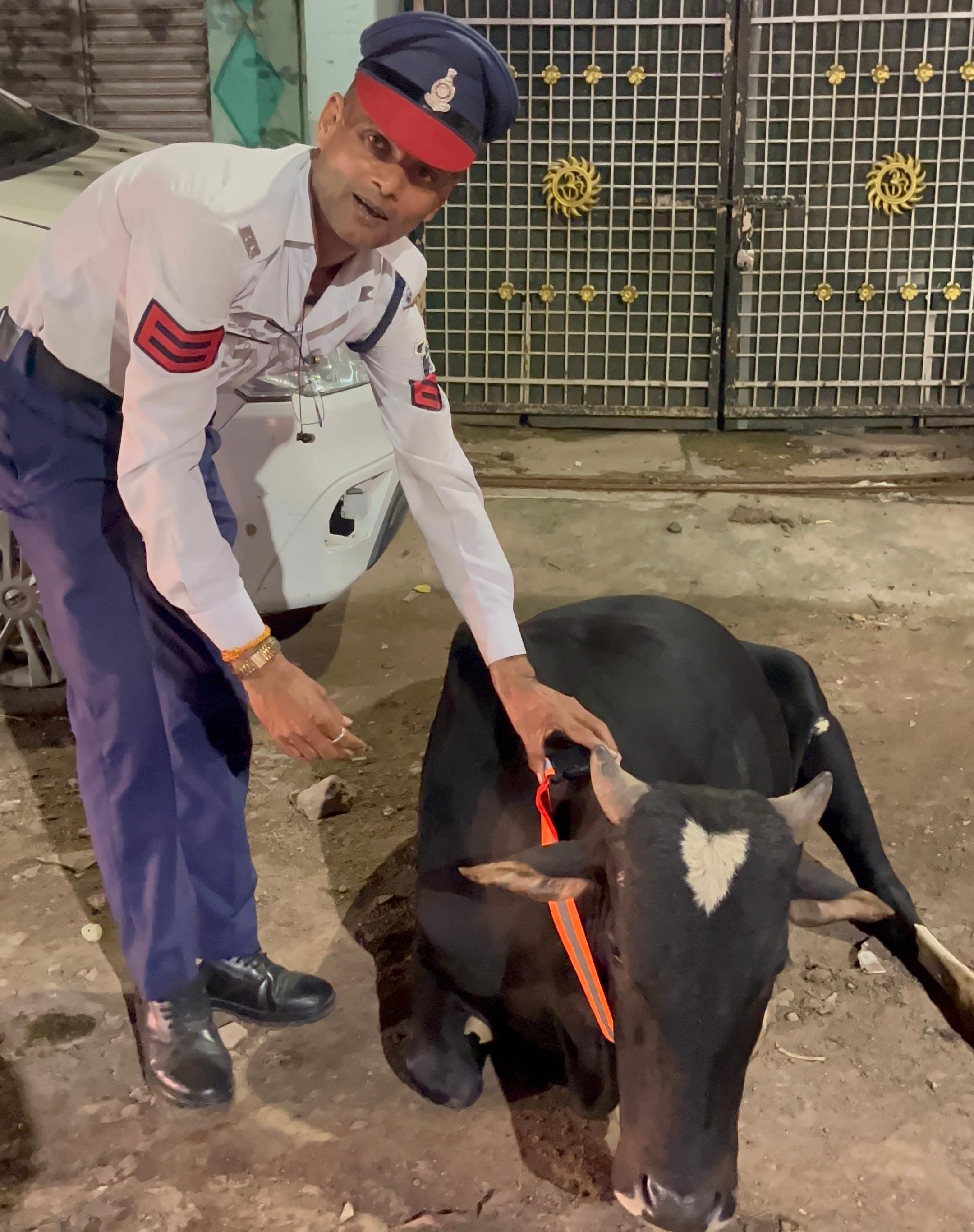 गौ माता को रेडियम बेल्ट पहनाने की  पहल &ndash; सड़क सुरक्षा में कबीरधाम पुलिस का मानवीय प्रयास