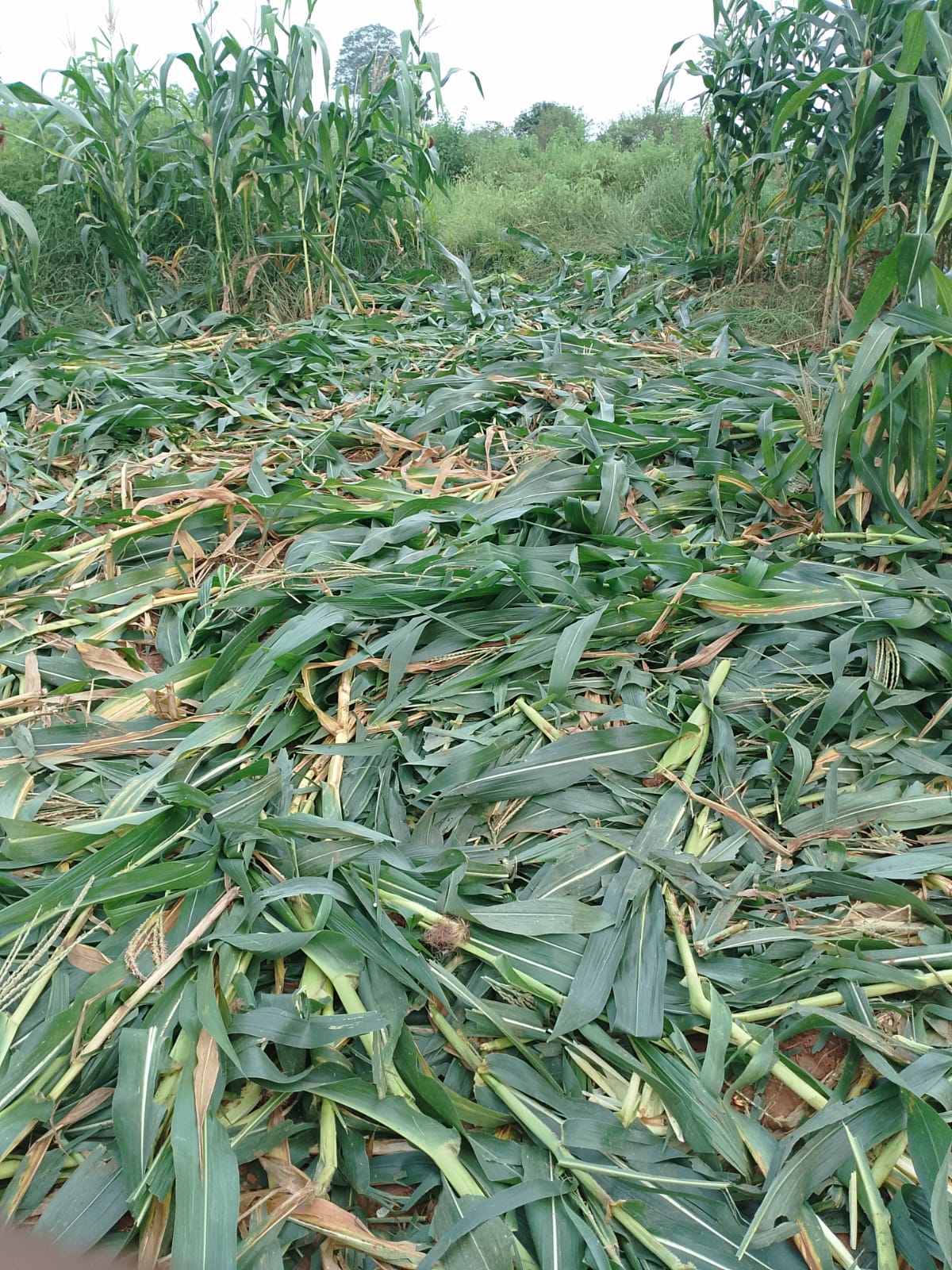 ब्रेकिंग न्यूज: बलरामपुर में हाथियों का आतंक  20 से 25 हाथियों का दल नरसिंहपुर जंगल में पहुंचा