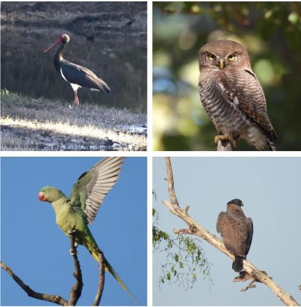 बारनावापारा अभयाण्य में "बर्ड सर्वे 2026" का आयोजन,200 से अधिक पक्षी प्रजातियों का रिकॉर्ड दर्ज