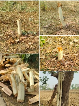 हरियाली पर कुल्हाड़ी, जिम्मेदारों पर चुप्पी। धमनी-खैरी में पेड़ों का सामूहिक संहार