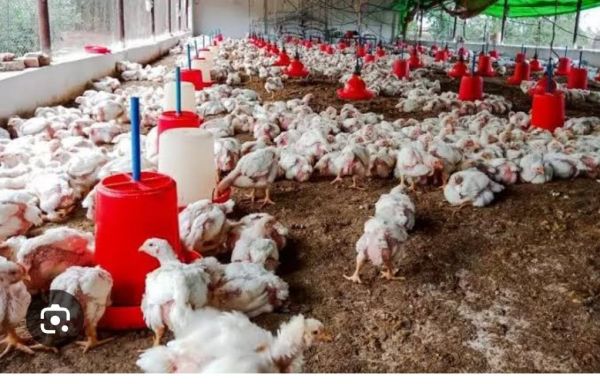 बर्ड फ्लू का प्रकोप  सूरजपुर जिले के पशु चिकित्सालय विभाग  अलर्ट ,