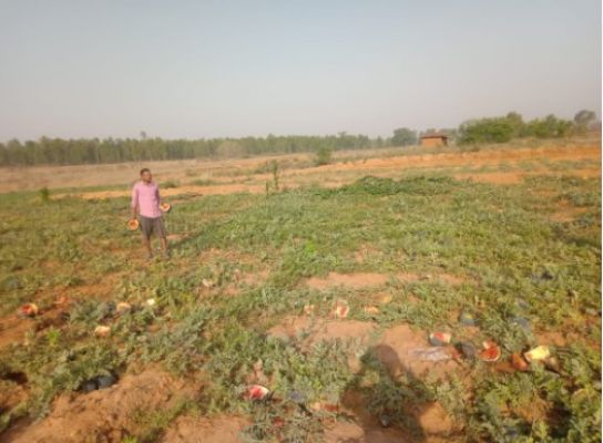 हाथियों का आतंक सिधमा अखोरा खुर्द में फसलों का नुकसान