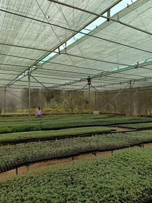 मिनी प्लग टाइप सीडलिंग यूनिट से सूरजपुर के किसानों को मिल रही गुणवत्तायुक्त पौधा  सालाना 20 लाख पौधों का उत्पादन, समय और लागत दोनों में लाभ  सफलता की कहानी