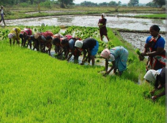 बलरामपुर में किसानों की समस्या डीएपी खाद की कमी से परेशान