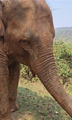 चिलमा नरसिंहपुर के जंगल में आया हाथी, ग्रामीणों में दहशत का माहौल