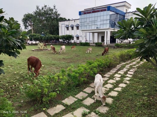 गौवंश का आत्मनिर्भर भारत मिशन: अब खुद ही करेंगे चारा-पानी का इंतज़ाम