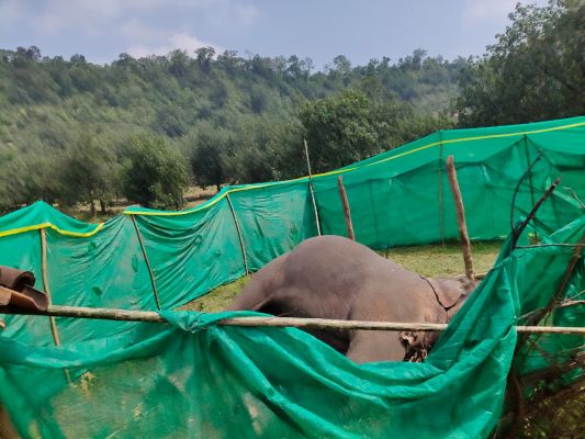 रामानुजगंज फॉरेस्ट रेंज में नर हाथी की मौत से हड़कंप
