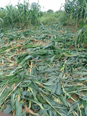 ब्रेकिंग न्यूज: बलरामपुर में हाथियों का आतंक  20 से 25 हाथियों का दल नरसिंहपुर जंगल में पहुंचा