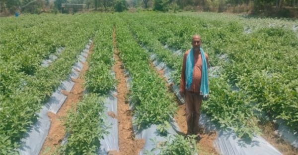 जिला जांजगीर चांपा किसान को मिला मंडी में खुशहाली का लहर  