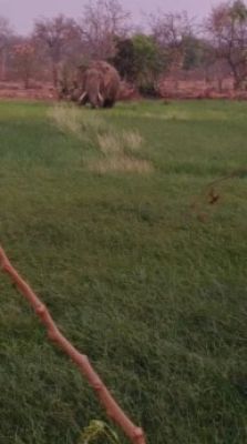 बिलाईगढ़ वन परिक्षेत्र में हाथियों की दस्तक: फसलों को नुकसान ! ग्रामीणों में भारी दहशत