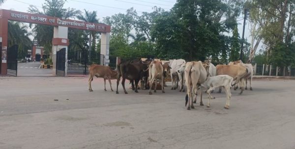 बेलगाम रफ्तार पर अनजाने में 'स्पीड ब्रेकर' बने मवेशी, प्रशासन की चिंता बरकरार  मुख्य सड़कों पर दिन-रात बैठे आवारा गौवंश, हादसों का बढ़ा खतरा; टैगिंग व्यवस्था पर भी उठ रहे सवाल, पशु मालिकों की लापरवाही बनी बड़ी वजह