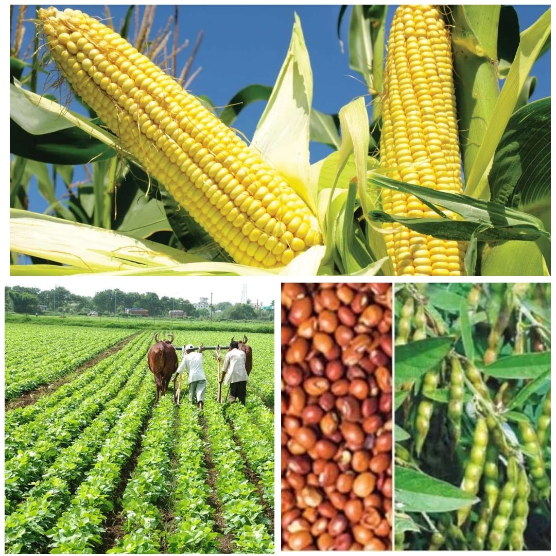 कृषक उन्नति योजना से अब खरीफ में दलहन-तिलहन, मक्का तथा लघु धान्य फसलों का उत्पादन करने वाले कृषकों को मिलेगा आदान सहायता राशि का लाभ