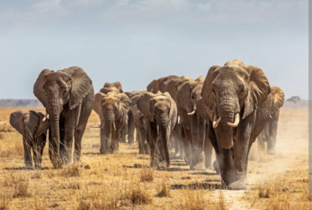 कोरबा के पिकनिक-स्पॉट में 50 हाथियों का दल; 2 दिन पहले फसलों को रौंदा था