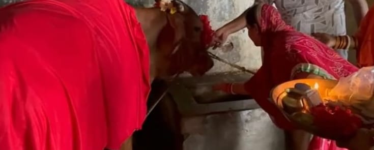 बिना गर्भधारण किए गाय दे रही दूध, लोग मान रहे चमत्कार और कर रहे पूजा