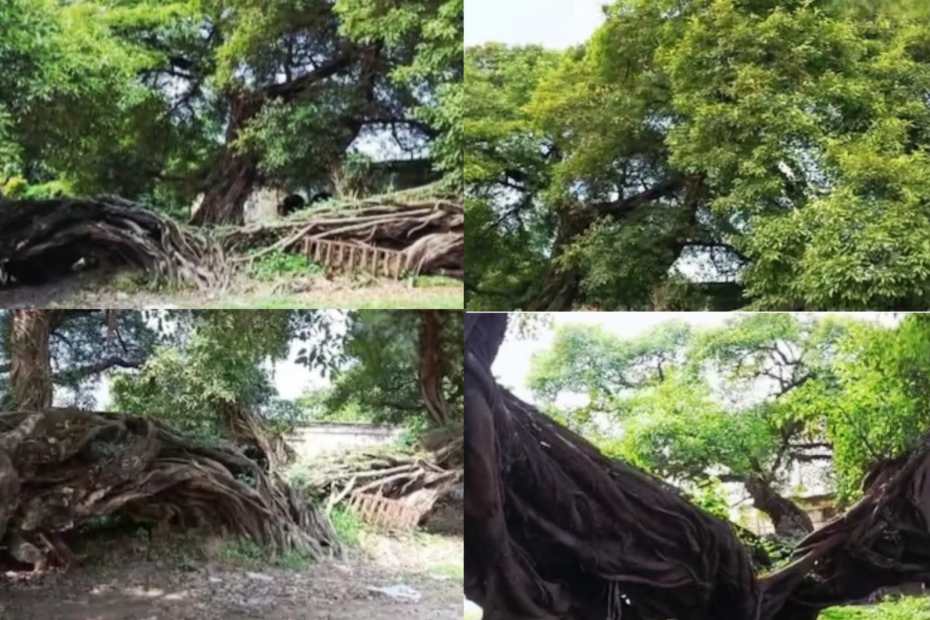 अजब-गजब : यह पेड़ है या चमत्कार? बिना जड़ के 100 साल से खड़ा है&hellip; विज्ञान भी हैरान!