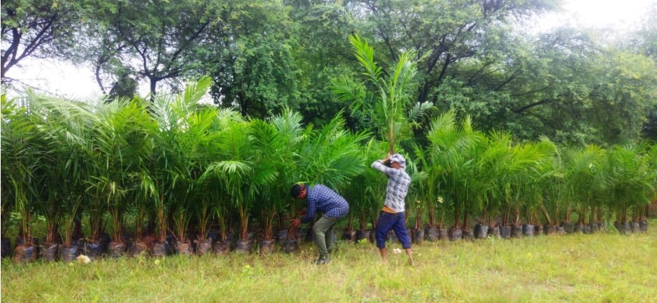 ऑयल पाम की खेती को बढ़ावा: अतिरिक्त अनुदान से किसानों की आय बढ़ाने की पहल  खाद्य तेलों में आत्मनिर्भरता और कृषकों की दीर्घकालीन आय वृद्धि की दिशा में बड़ा कदम
