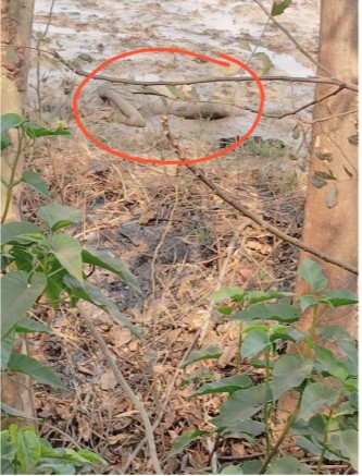 खेत में मिली अज्ञात लड़की की लाश 