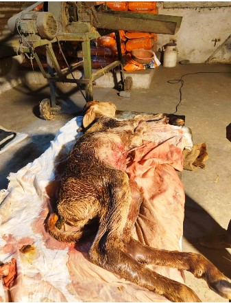 र्लभ विकृति इविसरेशन से ग्रसित नवजात बछड़े का हुआ जटिल ऑपरेशन  जिला पशु चिकित्सकों की टीम ने किया सफल ऑपरेशन