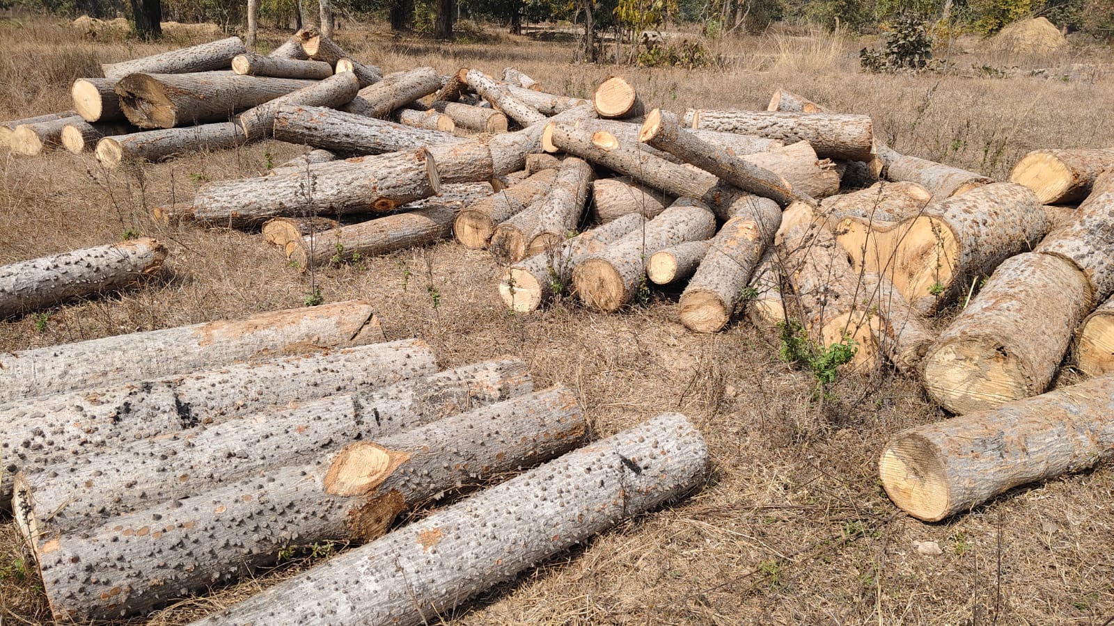 डोंगरीपाली क्षेत्र में सेमल पेड़ों की अवैध कटाई  वन, राजस्व विभाग मौन।