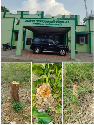 मुड़ियाडीह धमनी के जंगल मे 200 से अधिक सागौन के पेड़ की अवैध कटाई,सोता रहा बीट गॉर्ड   कई महीनों से हो रही है कटाई, ठूठ मे नए उगे पौधे दे रही गवाही