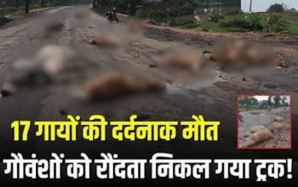 छत्तीसगढ़: सड़क हादसे में 17 गायों की दर्दनाक मौत, प्रशासन पर उठे सवाल&hellip;.