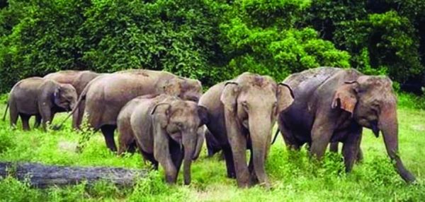 हाथियों का एक और दल पहुंचा कोरबा के जंगलों में, बढ़ा खतरा