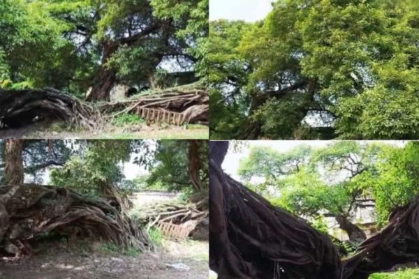 अजब-गजब : यह पेड़ है या चमत्कार? बिना जड़ के 100 साल से खड़ा है&hellip; विज्ञान भी हैरान!