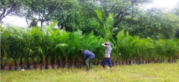 ऑयल पाम की खेती को बढ़ावा: अतिरिक्त अनुदान से किसानों की आय बढ़ाने की पहल  खाद्य तेलों में आत्मनिर्भरता और कृषकों की दीर्घकालीन आय वृद्धि की दिशा में बड़ा कदम