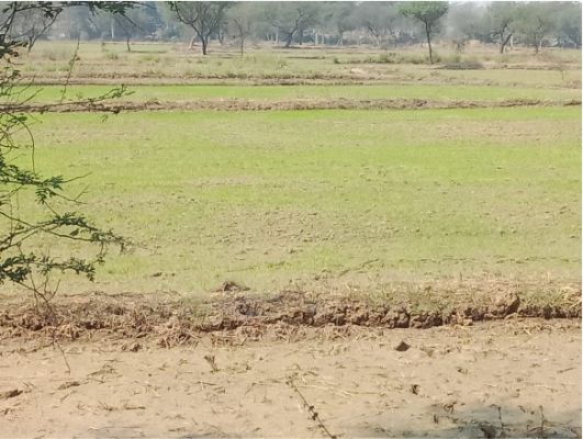 रवि फसल में पानी तो मिल गया लेकिन धान का बुरा हाल है