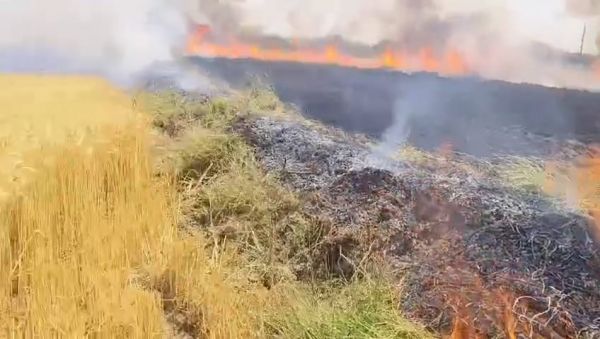 गेहूं के खेतों में लगी आग : देखते ही देखते जल गई 15 एकड़ फसल, किसानों की महीनों की मेहनत मिनटों में खाक